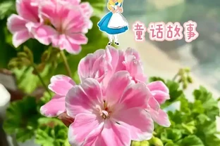 16種「冬天花」，皮實好養，開花易滿盆，耐寒不怕冷！