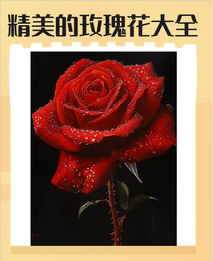玫瑰花圖片大全大圖