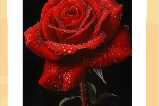 玫瑰花圖片大全大圖