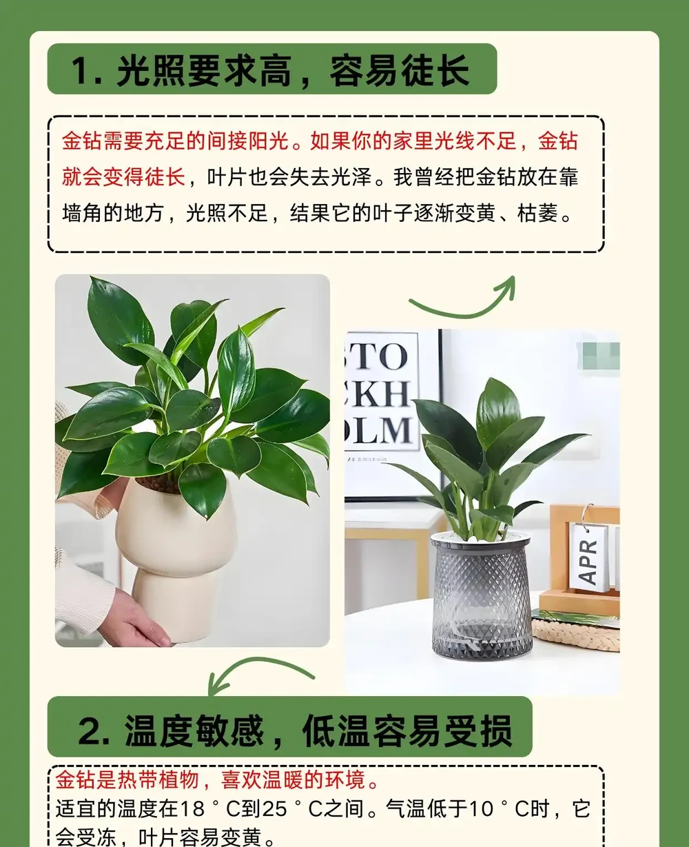 金鑽為什麼不能養家裡