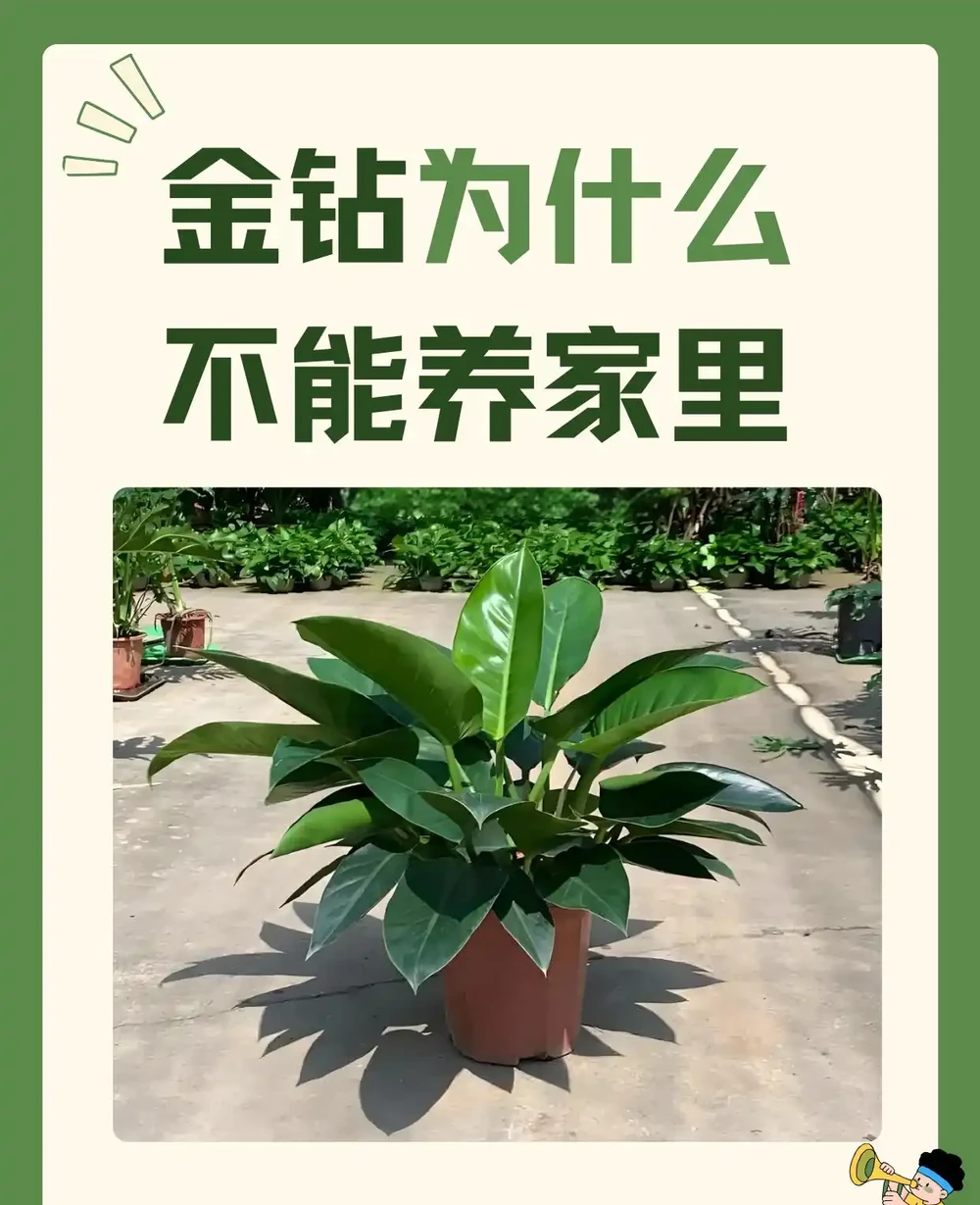 金鑽為什麼不能養家裡