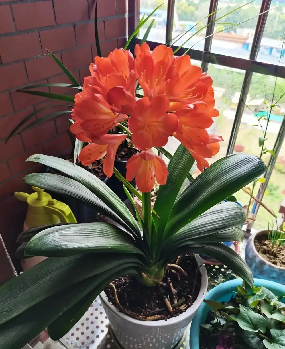 7種花「適合」小花盆,條件再好也要「窮養」,別搞錯了