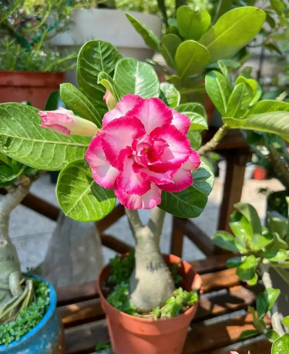 7種花「適合」小花盆,條件再好也要「窮養」,別搞錯了