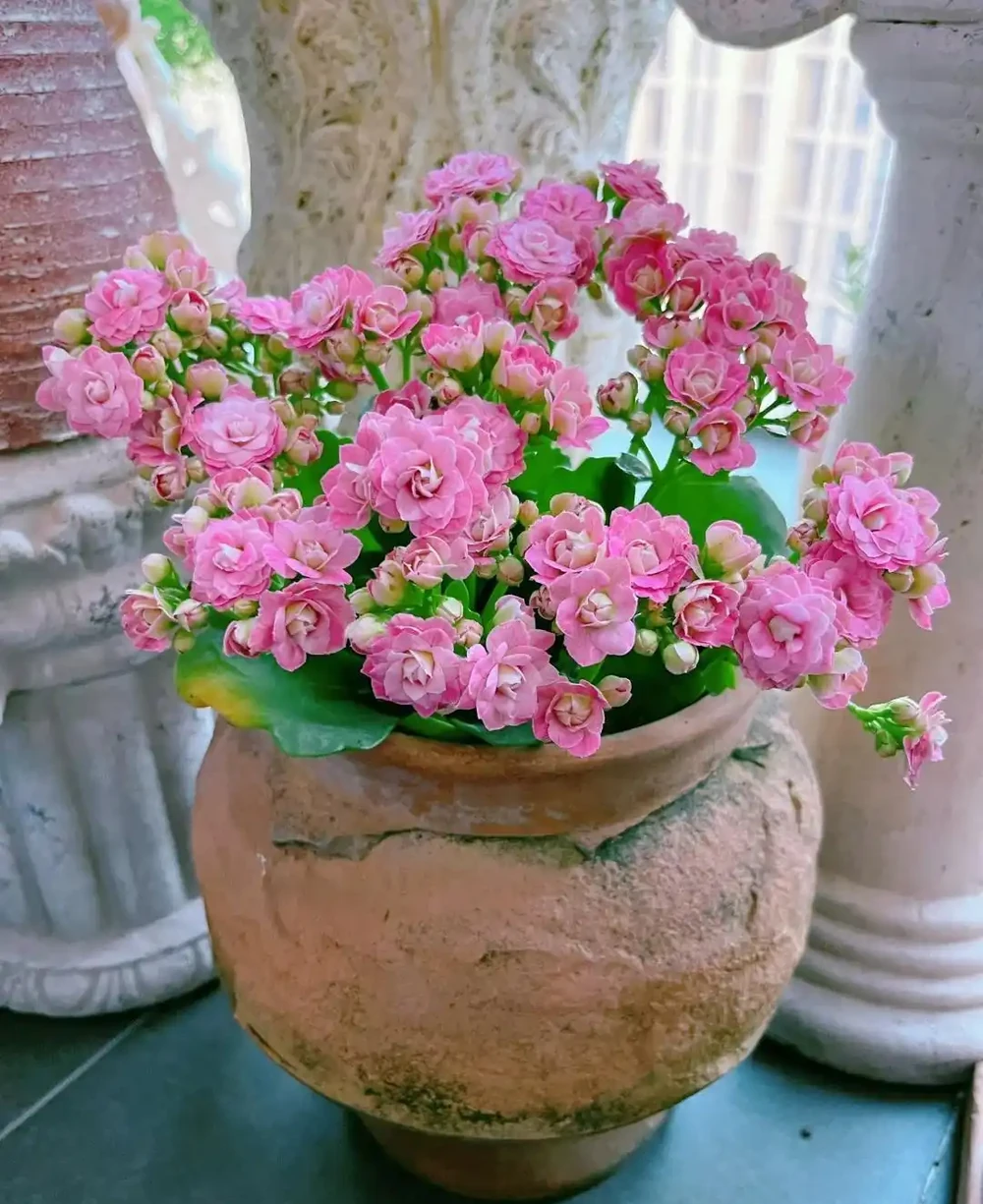 7種花「適合」小花盆,條件再好也要「窮養」,別搞錯了