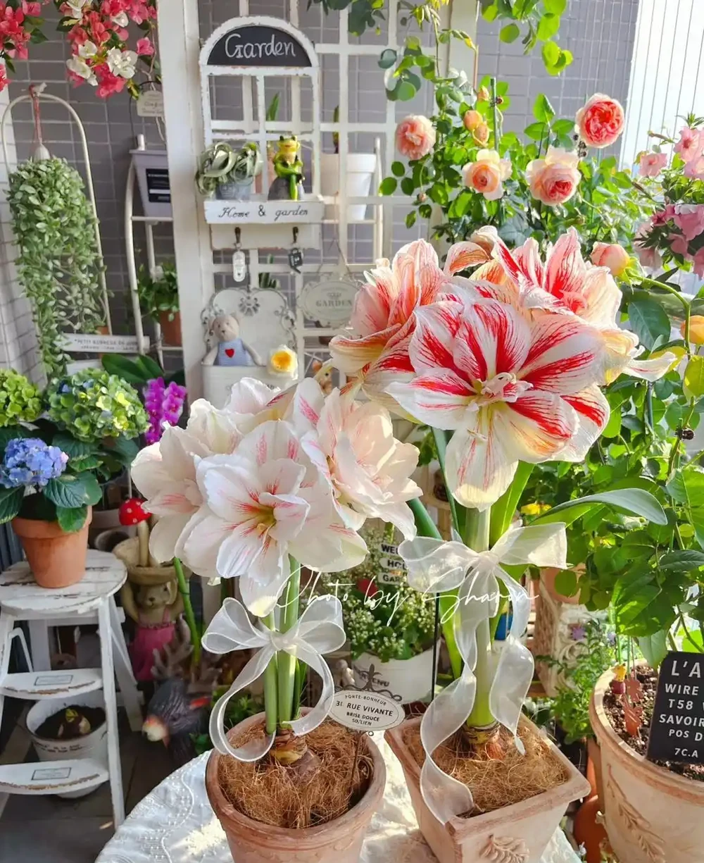 7種花「適合」小花盆,條件再好也要「窮養」,別搞錯了