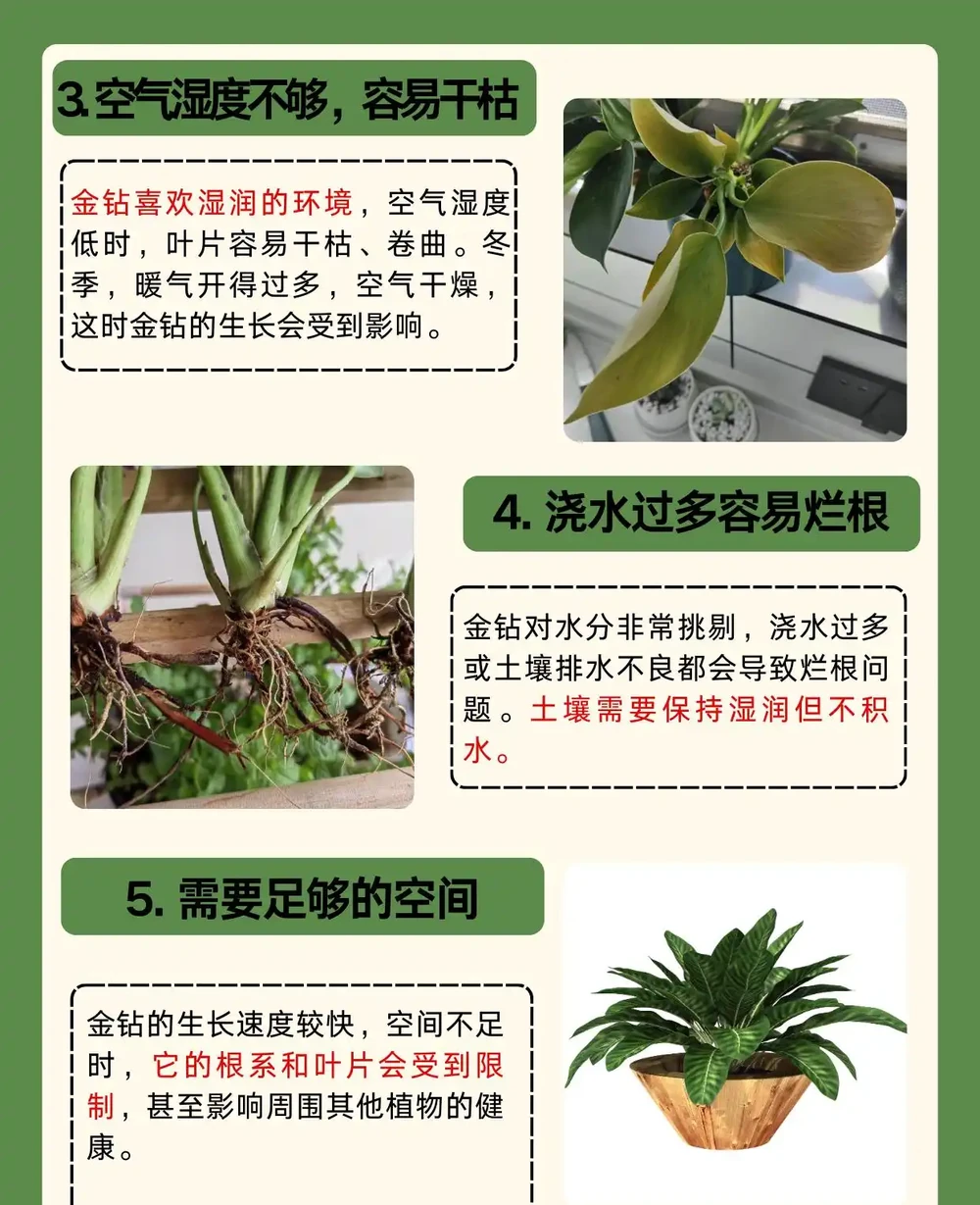 金鑽為什麼不能養家裡