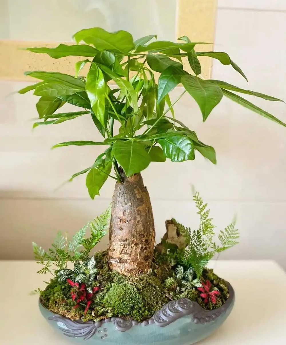 7種花「適合」小花盆,條件再好也要「窮養」,別搞錯了