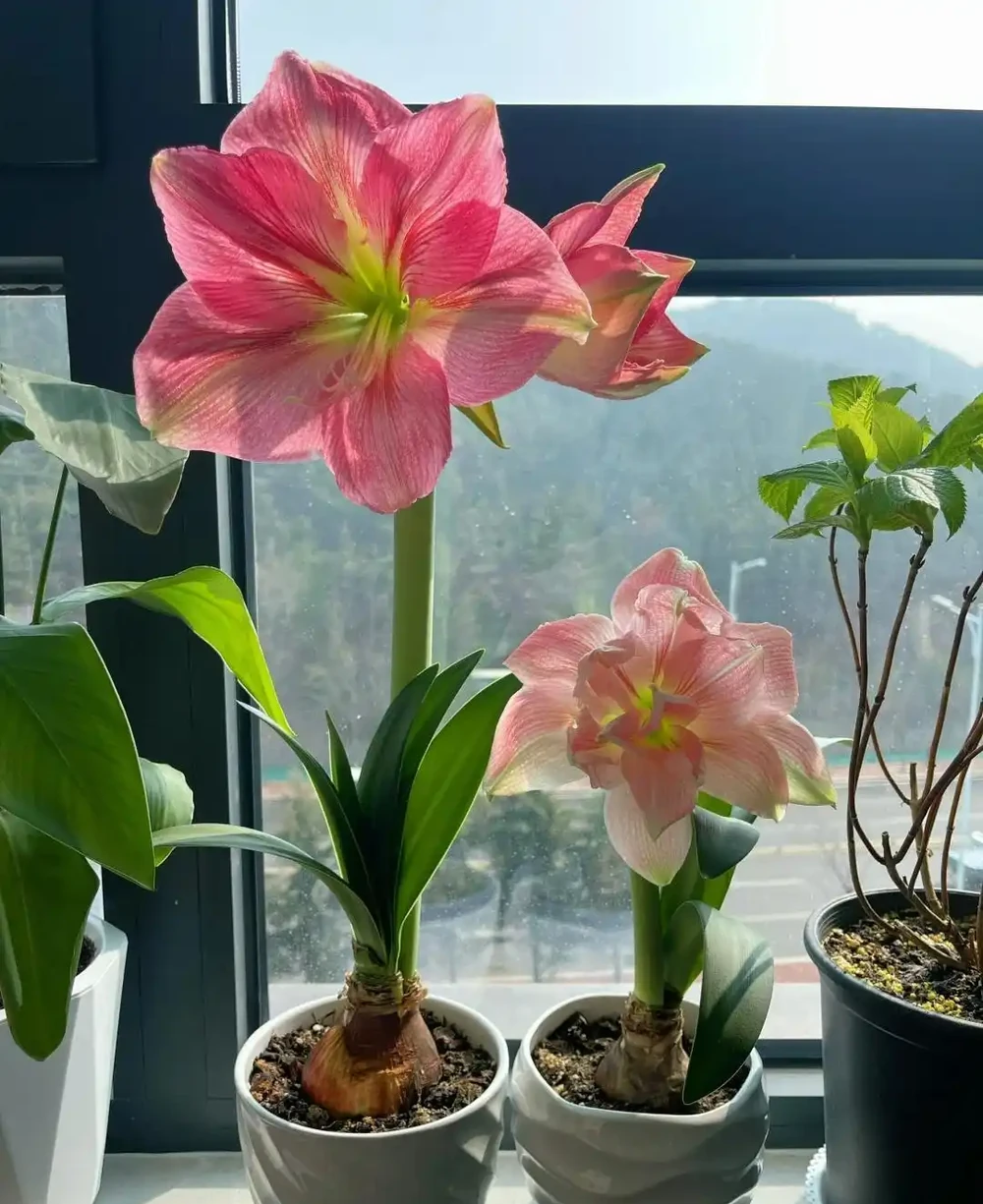 7種花「適合」小花盆,條件再好也要「窮養」,別搞錯了