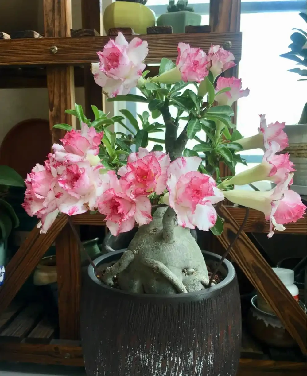 7種花「適合」小花盆,條件再好也要「窮養」,別搞錯了