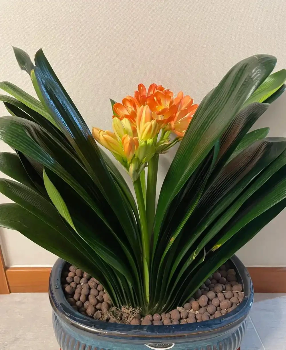 7種花「適合」小花盆,條件再好也要「窮養」,別搞錯了