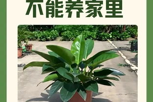 金鑽為什麼不能養家裡