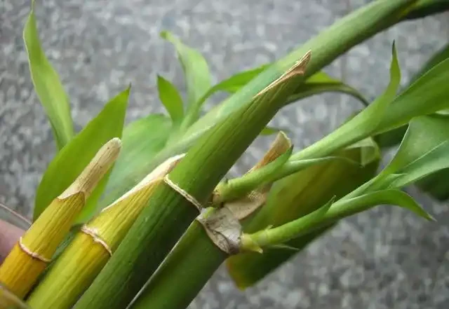 萬年竹長這樣,趕緊丟出去,不但不「富貴」,還越來越黃