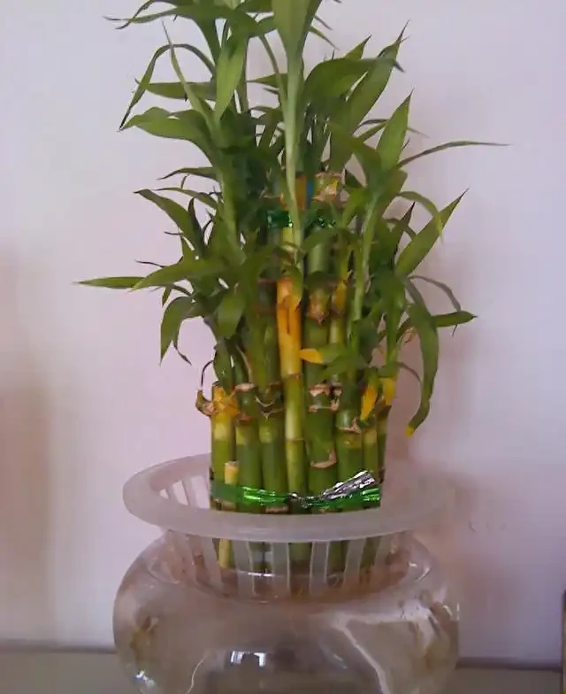 萬年竹長這樣,趕緊丟出去,不但不「富貴」,還越來越黃