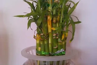 萬年竹長這樣，趕緊丟出去，不但不「富貴」，還越來越黃