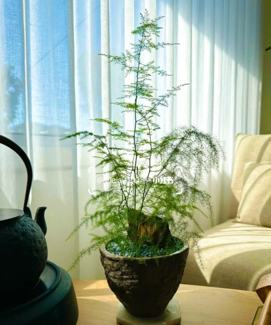 「客廳見花,十有九發」,客廳必養的6種花,寓意家庭興旺發達!