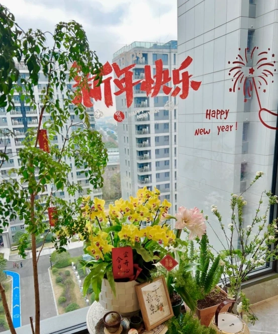 「客廳見花,十有九發」,客廳必養的6種花,寓意家庭興旺發達!