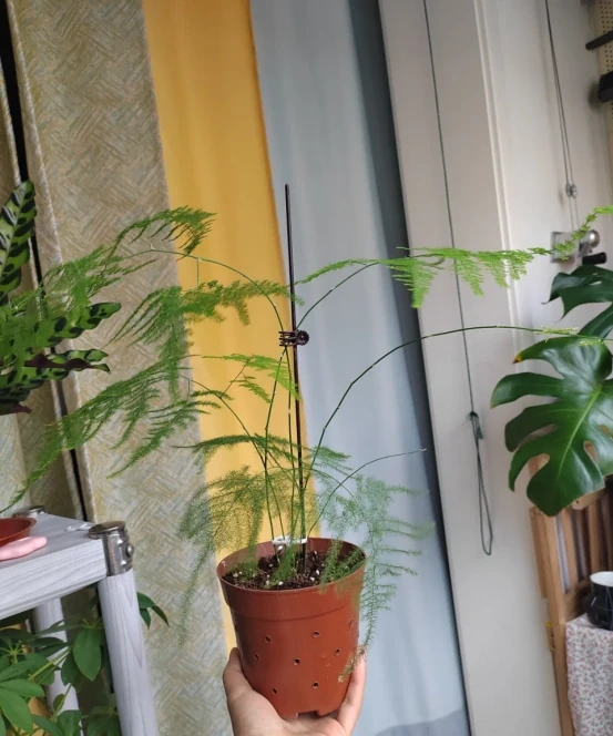 「客廳見花,十有九發」,客廳必養的6種花,寓意家庭興旺發達!