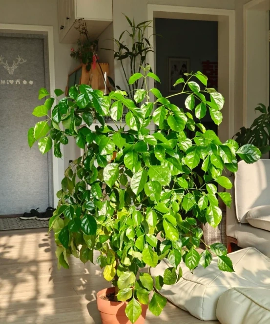 「客廳見花,十有九發」,客廳必養的6種花,寓意家庭興旺發達!