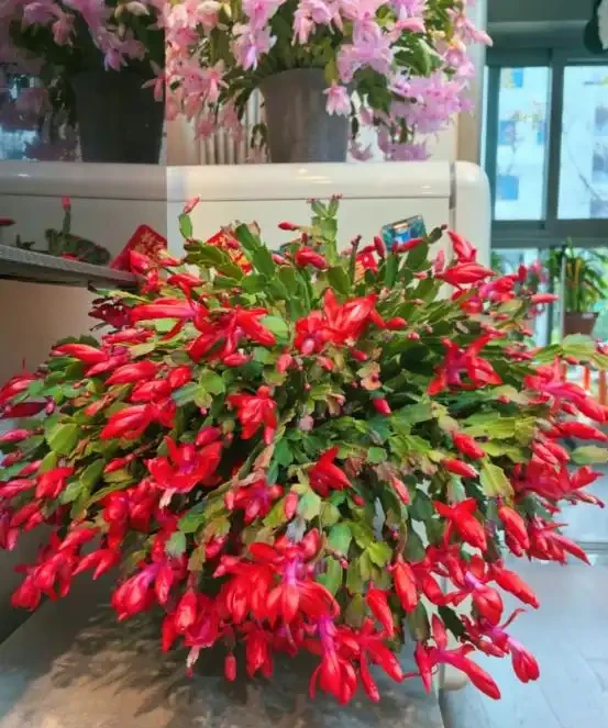 「客廳見花,十有九發」,客廳必養的6種花,寓意家庭興旺發達!