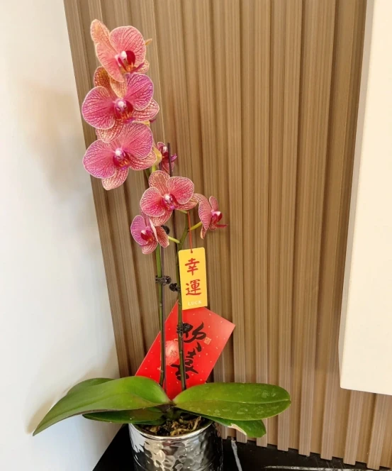 「客廳見花,十有九發」,客廳必養的6種花,寓意家庭興旺發達!