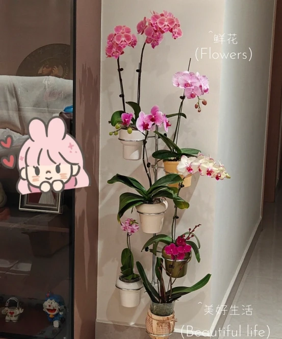 「客廳見花,十有九發」,客廳必養的6種花,寓意家庭興旺發達!
