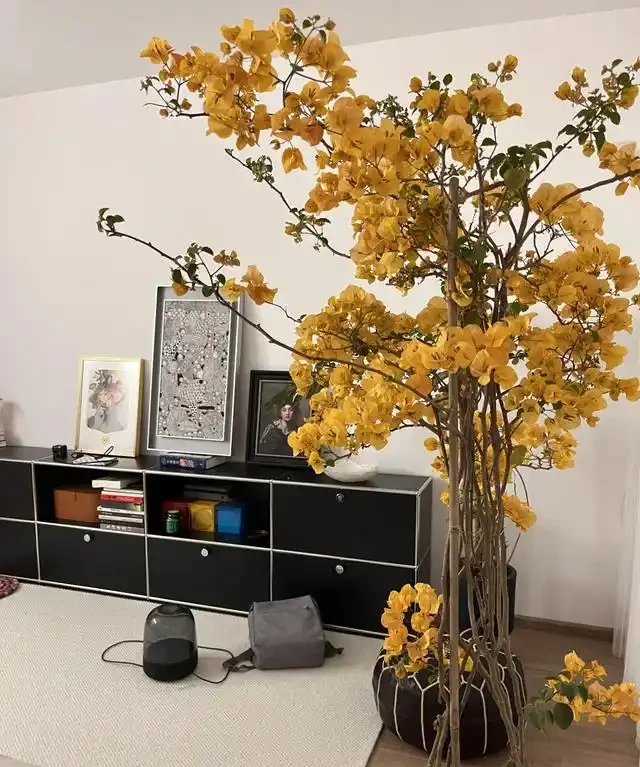 「客廳見花,十有九發」,客廳必養的6種花,寓意家庭興旺發達!