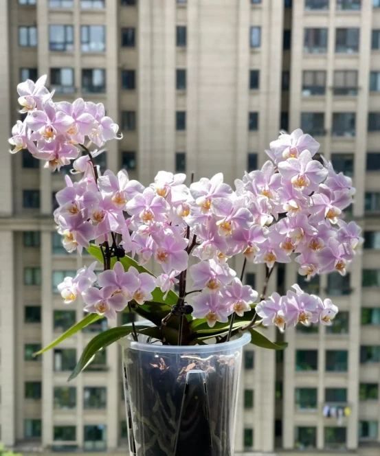 「客廳見花,十有九發」,客廳必養的6種花,寓意家庭興旺發達!