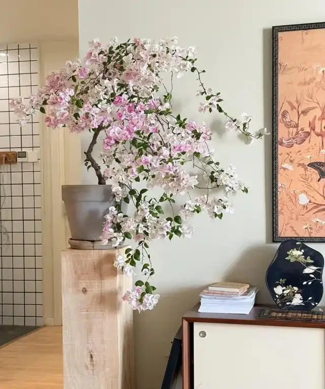 「客廳見花,十有九發」,客廳必養的6種花,寓意家庭興旺發達!