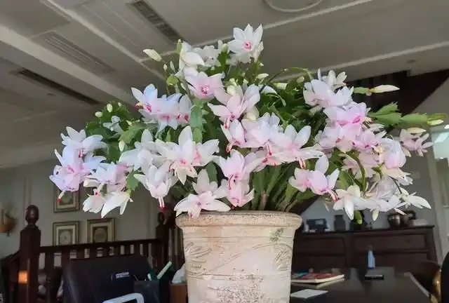 「客廳見花,十有九發」,客廳必養的6種花,寓意家庭興旺發達!