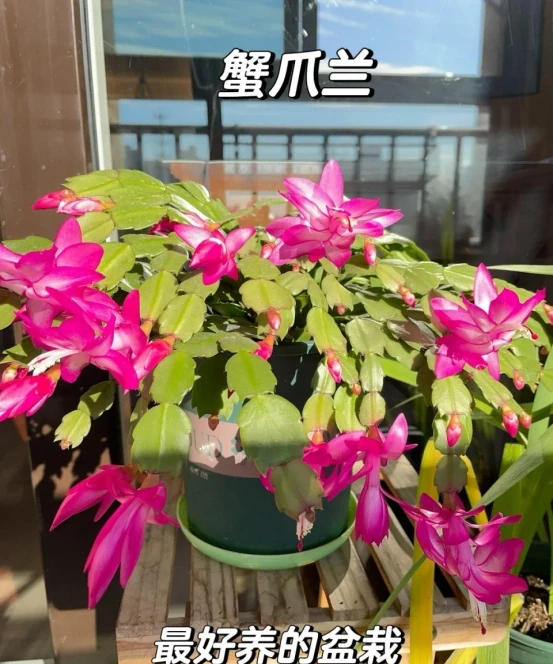 「客廳見花,十有九發」,客廳必養的6種花,寓意家庭興旺發達!