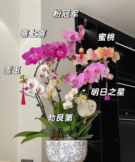 「客廳見花,十有九發」,客廳必養的6種花,寓意家庭興旺發達!