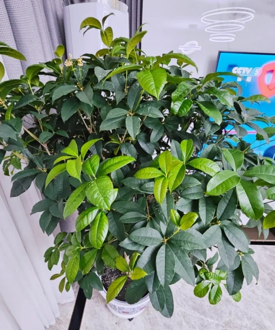 「客廳見花,十有九發」,客廳必養的6種花,寓意家庭興旺發達!