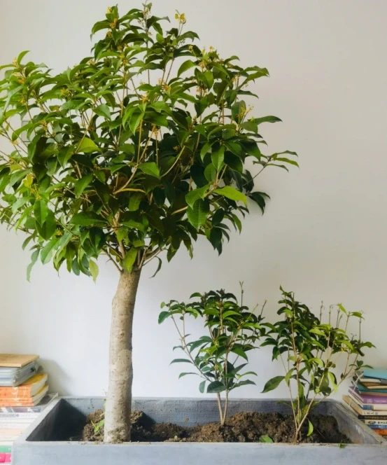 「客廳見花,十有九發」,客廳必養的6種花,寓意家庭興旺發達!