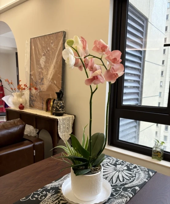 「客廳見花,十有九發」,客廳必養的6種花,寓意家庭興旺發達!