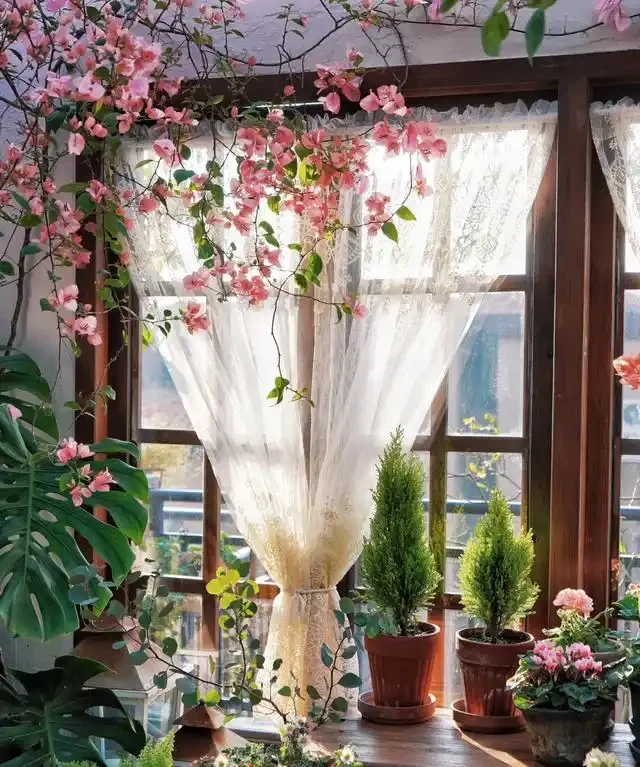 「客廳見花,十有九發」,客廳必養的6種花,寓意家庭興旺發達!