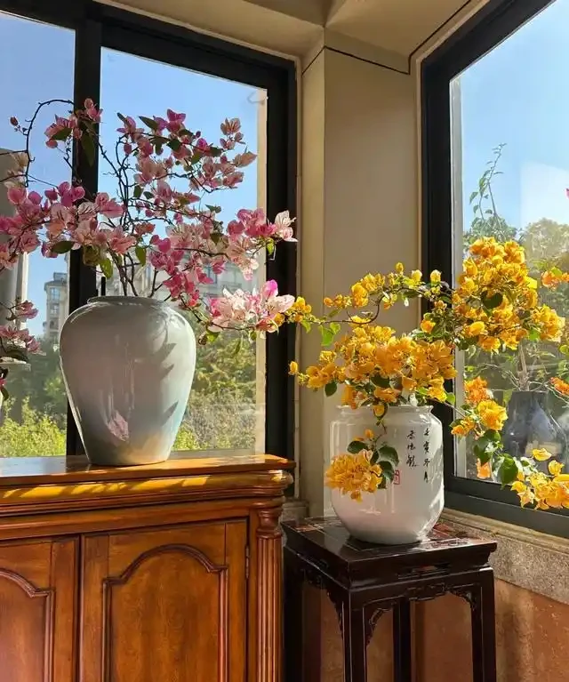 「客廳見花,十有九發」,客廳必養的6種花,寓意家庭興旺發達!