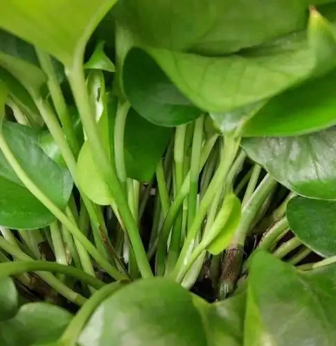 黃金葛愛喝3種水,每片葉子又大又綠又油亮,一下子爬藤10米長