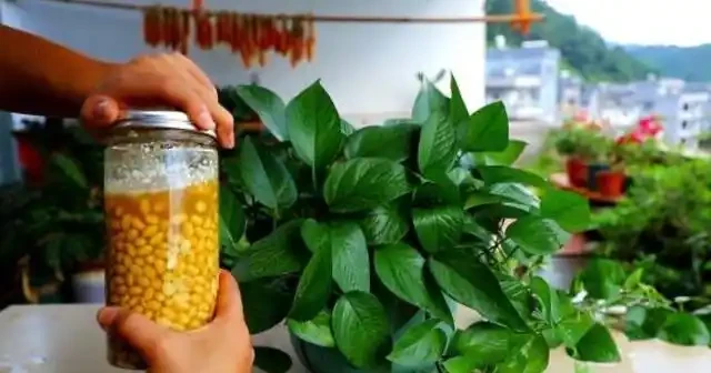 黃金葛愛喝3種水,每片葉子又大又綠又油亮,一下子爬藤10米長