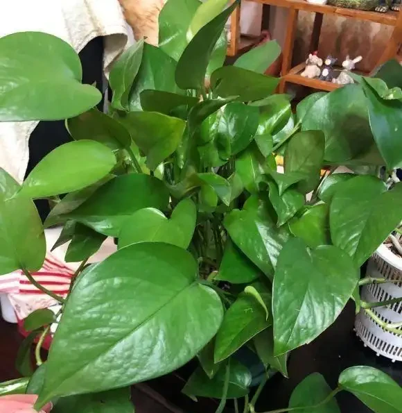 黃金葛愛喝3種水,每片葉子又大又綠又油亮,一下子爬藤10米長