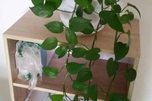 黃金葛愛喝3種水，每片葉子又大又綠又油亮，一下子爬藤10米長