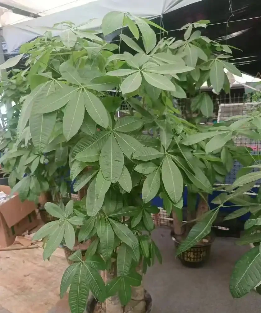 沒想到，「屋內不養發財樹」居然不是瞎說，看完：漲知識了！