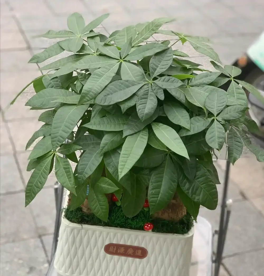 沒想到，「屋內不養發財樹」居然不是瞎說，看完：漲知識了！