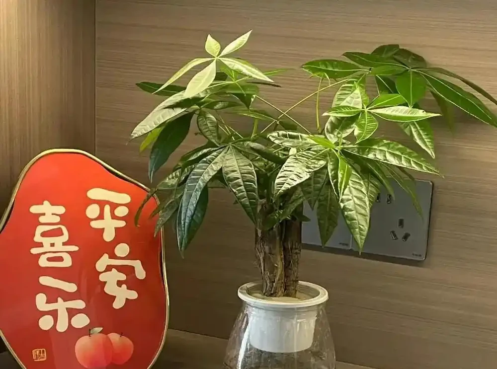 沒想到，「屋內不養發財樹」居然不是瞎說，看完：漲知識了！