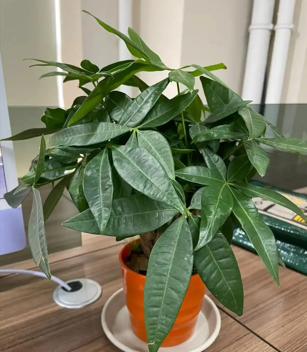 沒想到，「屋內不養發財樹」居然不是瞎說，看完：漲知識了！