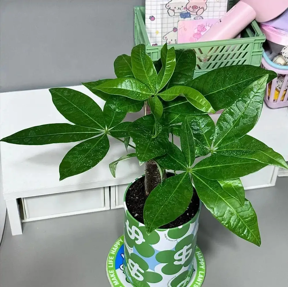 沒想到，「屋內不養發財樹」居然不是瞎說，看完：漲知識了！