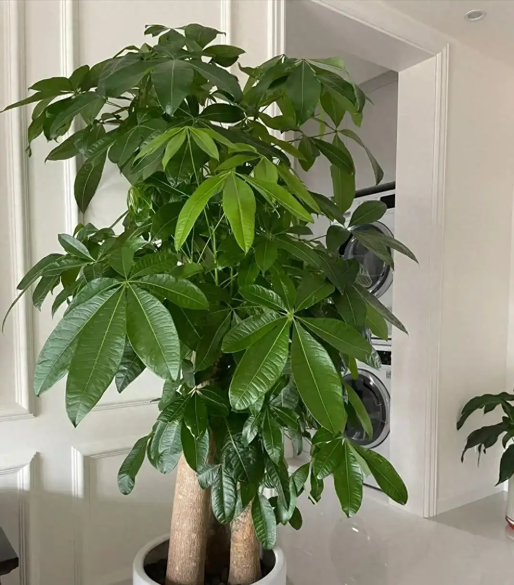 沒想到，「屋內不養發財樹」居然不是瞎說，看完：漲知識了！