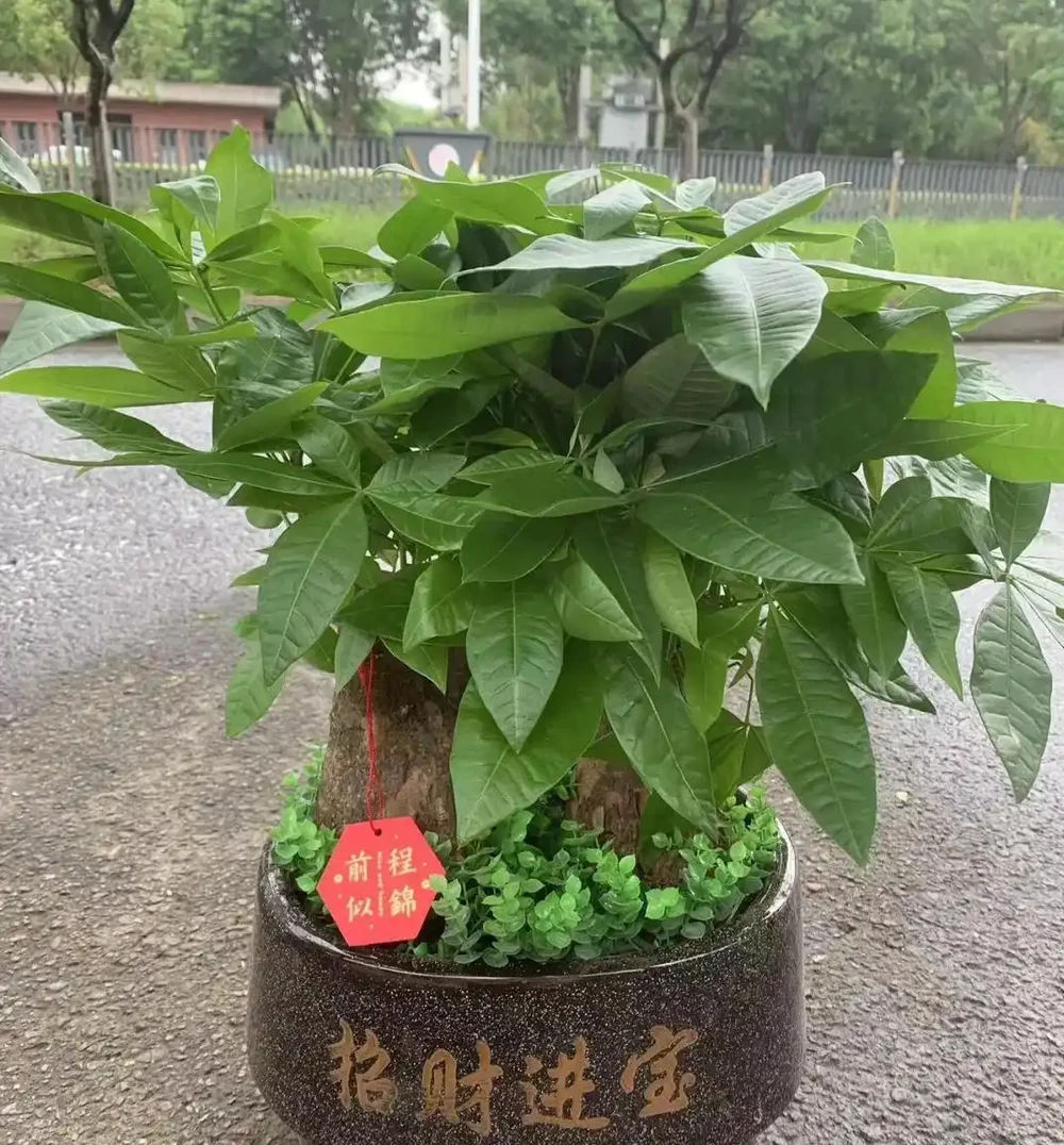 沒想到，「屋內不養發財樹」居然不是瞎說，看完：漲知識了！