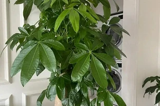 沒想到，「屋內不養發財樹」居然不是瞎說，看完：漲知識了！