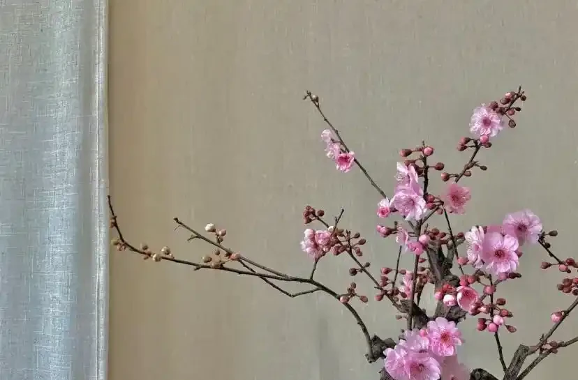 20種耐寒花,在冰天雪地開花,越冷花越多,凍凍苗更壯!