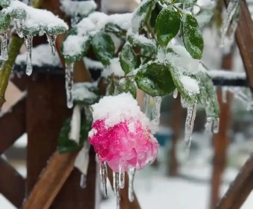 20種耐寒花,在冰天雪地開花,越冷花越多,凍凍苗更壯!